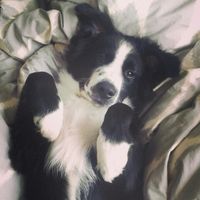 Charlie: my bi colored australian shepherd