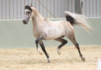 This is a wonderful horse