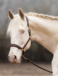 stallion | USA | 2004 | by Issue of Gold out of Queen Debonair #thoroughbred #stallion #cremello #doubledilute #colouredthoroughbred