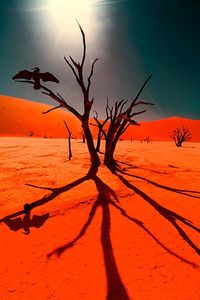 Africa | Deadvlei, Namib-Naukluft National Park, Namibia | ©Jim Zuckerman.