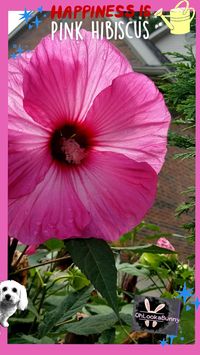 Beautiful #Tropical Giant Pink Perennial Flowers #Hibiscus #Hawaii #Hawaiian Flower #Wedding Favorites #island  vibes