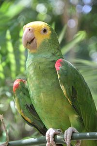 Another beautiful Macaw in Xcaret Mexico