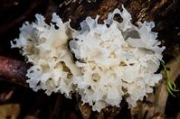 TREMELLA Organic Mushroom Powder Extract – LongevityBotanicals