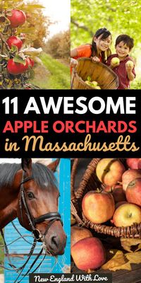 All over New England, there are dozens of great orchards, farms, and cider mills. I've put together a list of the best ones for apple picking in Massachusetts.