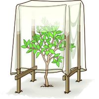 See how to shelter tender plants with a cardboard box, staked frost cover -- or even a patio chair