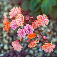 My Lewisia is blooming.5/5  Low water Lewisia cotyledon 'Sunset Strain'   This bloomer, from California and Oregon, has evergreen foliage and reaches a foot high and 10 inches wide. It’s great in rock gardens, but needs excellent drainage. Zones 1–7 and 14–17.