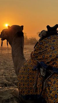 Jaisalmer and the Thar Desert in India