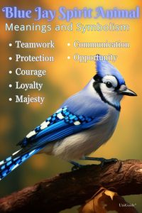 Explore blue jay symbolism and meaning, including spiritual meanings and the blue jay spirit animal, on UniGuide. #bluejay #symbolism #spiritanimal #protection #courage #loyalty #teamwork #communication #opportunity #dreams #majesty #birdsymbolism #spiritguide #guidance #birds #bluejayhtotem #bluejaypiritanimal #bluejaypoweranimal #totemanimals #animalguides #spiritguides