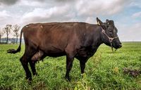 Illustration d'une vache "Rouge Flamande" à Wemaers-Cappel (Nord). AFP PHOTO / PHILIPPE HUGUEN