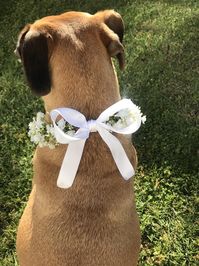 Dog Faux Baby's Breath Collar Accessory weddings | Etsy