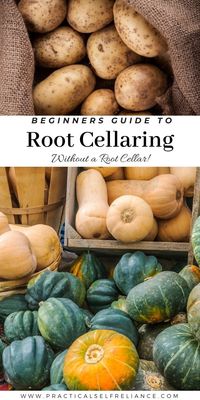 Beginners Guide to Root Cellaring (without Root Cellar!)