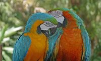 Blue and Gold Macaw