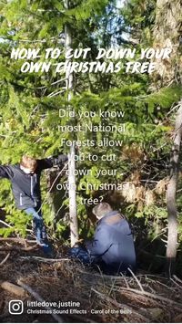  

🌲DID YOU KNOW?🌲

Most National Forests allow you to buy a permit and cut down your own Christmas tree. Which means this 12 foot beauty was only $10!🙌🏼

Each forest will have their own guidelines for where and what you can cut, plus their own prices.🌲🌲🌲

Insider secret?👉🏼 If you have a 4th grader you can cut your own tree FOR FREE with your Every Kid in a Park pass! 

More details here: https://www.littledoveblog.com/2019/11/cut-your-own-christmas-tree/

