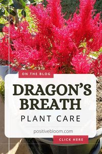 Check out the basic requirements for the dragon’s breath plant, find out more about its common issues, and learn how to treat them successfully.