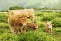 cows and calves in green mountain Photos cows and calves grazing in the green mountains of Cape Ortegal, Galicia, Spain by Genaro Diaz photographs