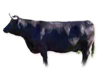 Andalusian Black Cattle