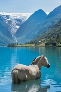 Horse photography, equine photography, fjord horse, fjording, hest, horse, horses