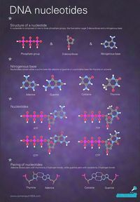 nucleotide  - what is it?