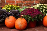 How to create a spooky Halloween planter!