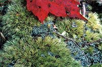 Moss and Lichens