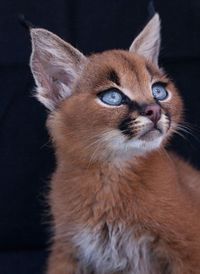 Baby Caracals - Caracals live in Africa, the Middle East and The Indian subcontinent. Adults can weigh as much as 18kgs (40lbs), they can run at speeds of up to 50mph