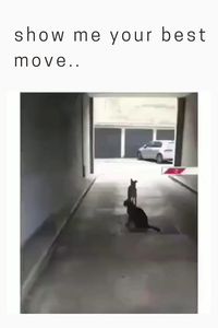 show me your best move..🐕🐕 😍follow @ecosenpai❗ because you want more👍🙌😅The best video about animals! funny poodle videos | funny animal videos | funny animal videos can't stop laughing hilarious | cute animal videos animal videoys | baby animals videos | wild animal videos | pet videos | funny and dog videos | animal videos funny dogs | videos animales | animals beautiful videos | animals aesthetic videos | funny animal gifs #cuteanimals#animalsvideos #funnyvideos#cutevideos#animals#dance