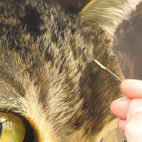 Painting cat fur ☺️