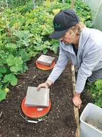 DIY: Build an underground worm farm suitable for a cold climate - thisNZlife