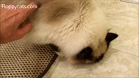 This video of Charlie scratching on the WooPet cat litter mat has been the most stolen content we have on the Internet.  It has been used over and over again in countless Facebook videos to show that it can be used as a scratcher.  The bummer?  We didn't authorize the use and they aren't selling a WooPet! cat litter mat in the video - or in the link they link to.  So many innocent buyers, sold by the promo videos.  Makes me sad.   What doesn't make me sad though, is the WooPet! cat litter mat!