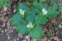 Trillium chloropetalum | California Flora Nursery