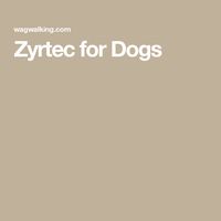 Zyrtec for Dogs