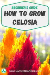 How To Grow Celosia 🌼 READ MORE @GardenGearShop.com << #gardengearshop #garden #gardening #growyourown #homegrown #backyard #seeds #plants #planting #grow Celosia Care & Celosia Seeds. Learn How To Care for Celosia: Celosia Sun or Shade, Celosia Fertilzer, Celosia Soil, Celosia Pests, Celosia Diseases