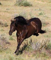 Horse Breeders | Murrieta, CA