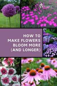 How to make a flower bloom more (and longer) | Pretty Purple Door