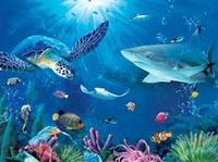 Image result for ocean animals pictures