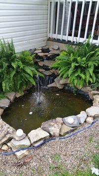 My pond 2 months after completion 7/2015