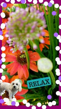 Now's the time to begin planning that beautiful perennial garden to attract bees butterflies and neighbors for clippings and tips on all your flowers my neighbors love the flowers and our yard