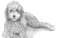 A Labradoodle's fur is a combination of tight curls and soft, wavy texture, thanks in part to the fur of the two parent breeds—Labrador Retrievers and Poodles. Vary the direction and tone of the fur pattern slightly as you draw for a natural look.