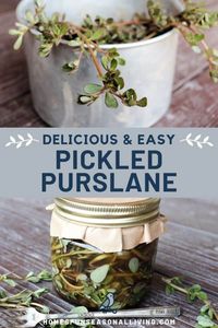 Don't toss your weeds - eat them with this easy to make pickled purslane recipe.