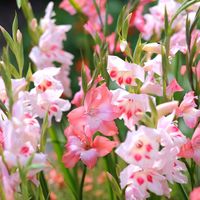 Les glaieuls hybrides, gladiolus callianthus, glaieul de Byzance