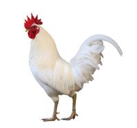 White free range male rooster isolated on white background