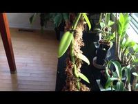 ▶ Orchid Care: Growing Vanilla Orchids : My care and culture tips in the home and Greenhouse - YouTube