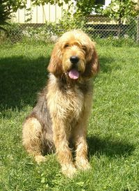 ⏪ Otterhound ⏩ large scent hound, developed to hunt otters, hence the name. Great swimmers, they can swim for hours without resting, even in cold water. There are an estimated 1000 Otterhounds in the world. It is considered to be the most endangered native breed in Britain.