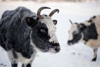 The Yakutian. The breed survives in Siberia.