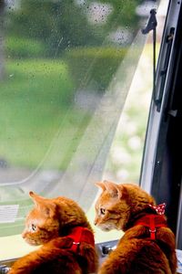 Essential Guide for RVing with Cats - Tips and Tricks to Prep Them for Life on the Road // Local Adventurer #rving #rvlife #rv #rvliving #rvtravel #usa #roadtrip #cats #cat