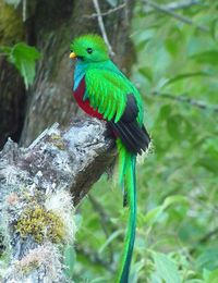 Resplendent Quetzal