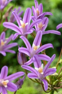 Brodiaea californica A rather lovely, late spring-flowering bulb native to California with umbels of funnel-shaped flowers. They can be variable in colour; purple, and sometimes pink or white. 18-24 ins.