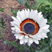 White Cape Daisy