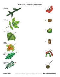 Match the Tree to its Fruit