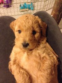 Goldendoodle puppy being an Angel.  River Valley Doodles; Jada's 2013/already adopted.